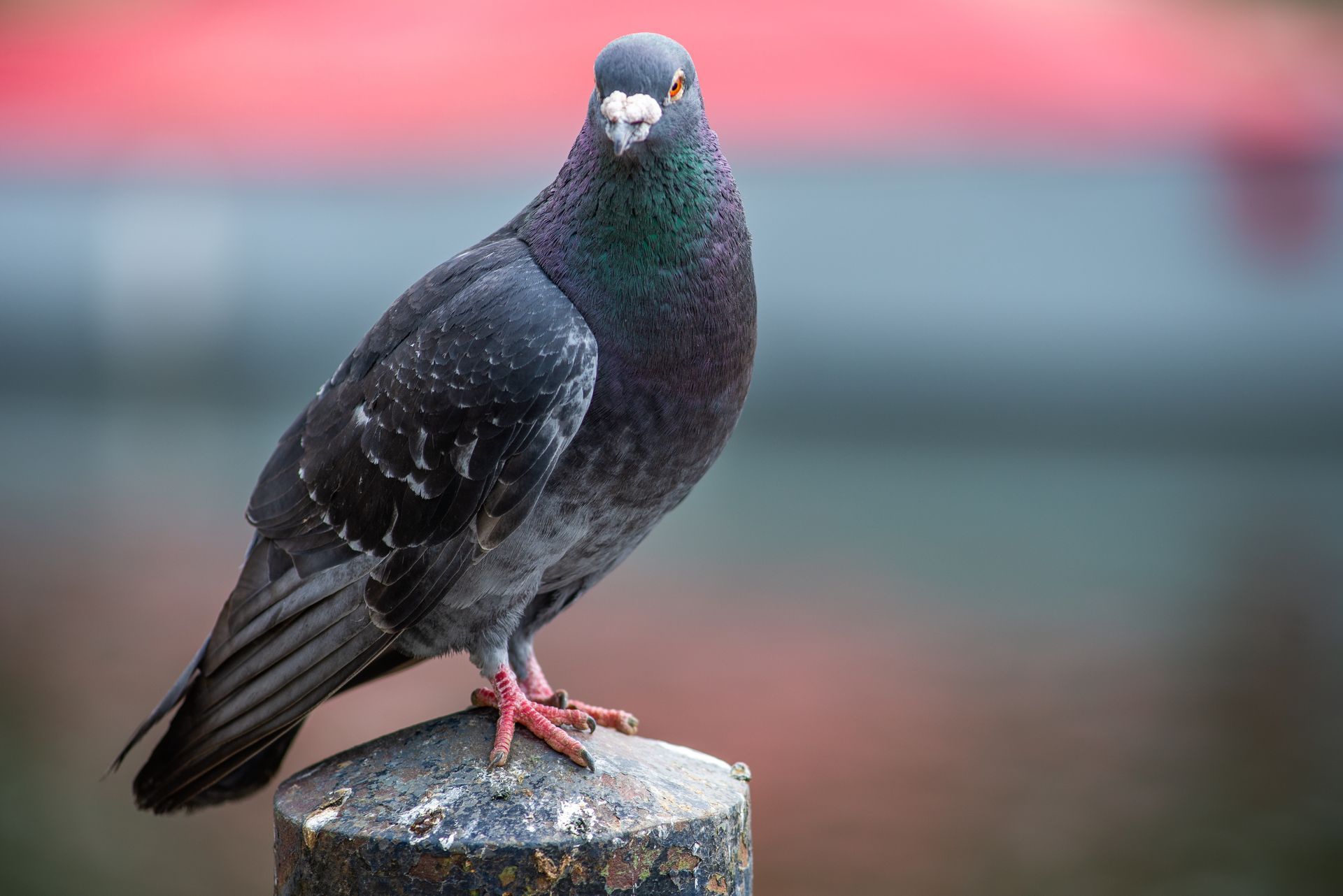 Pigeon sur un poteau
