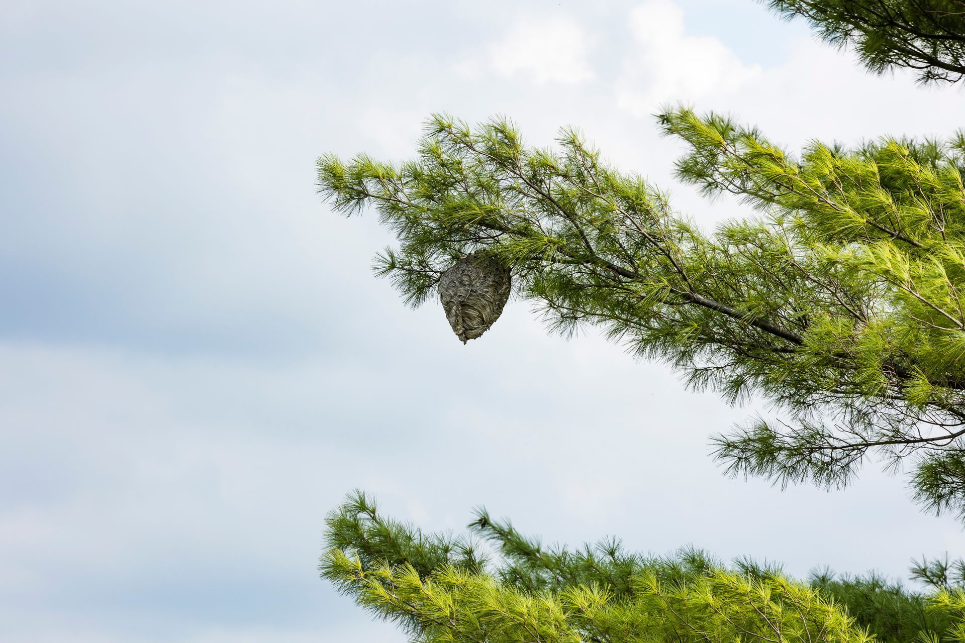 Nid de frelons en hauteur
