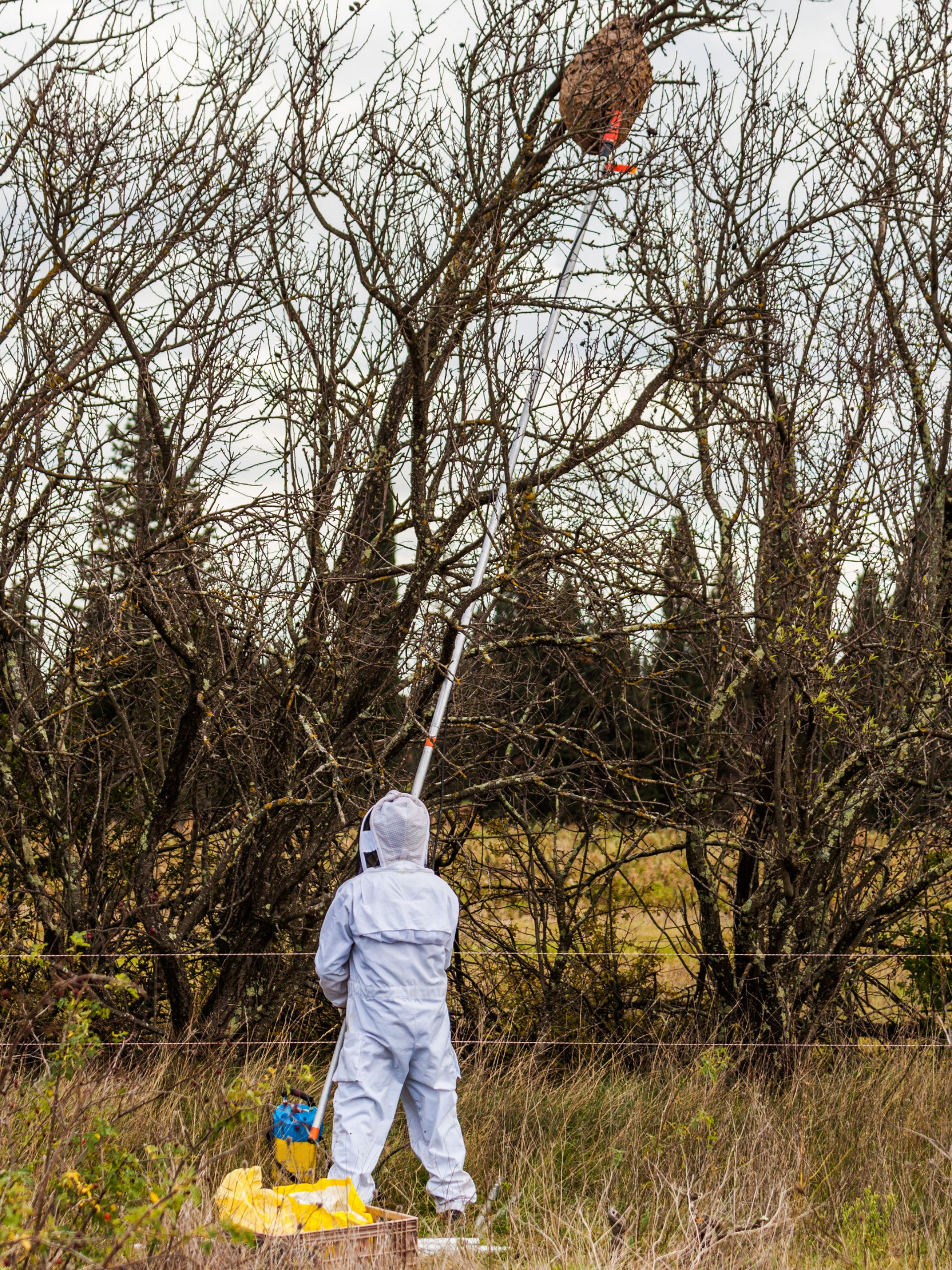 Homme qui traite un nid avec une perche