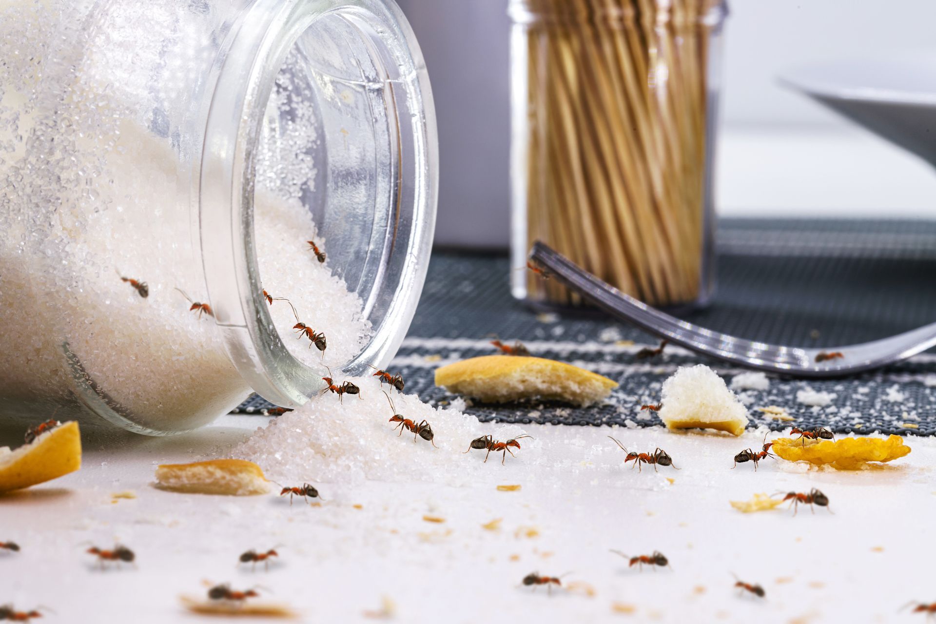 Des fourmis grouillantes ont renversé du sucre d'un bocal en verre sur une table, avec de la chapelure et une fourchette.