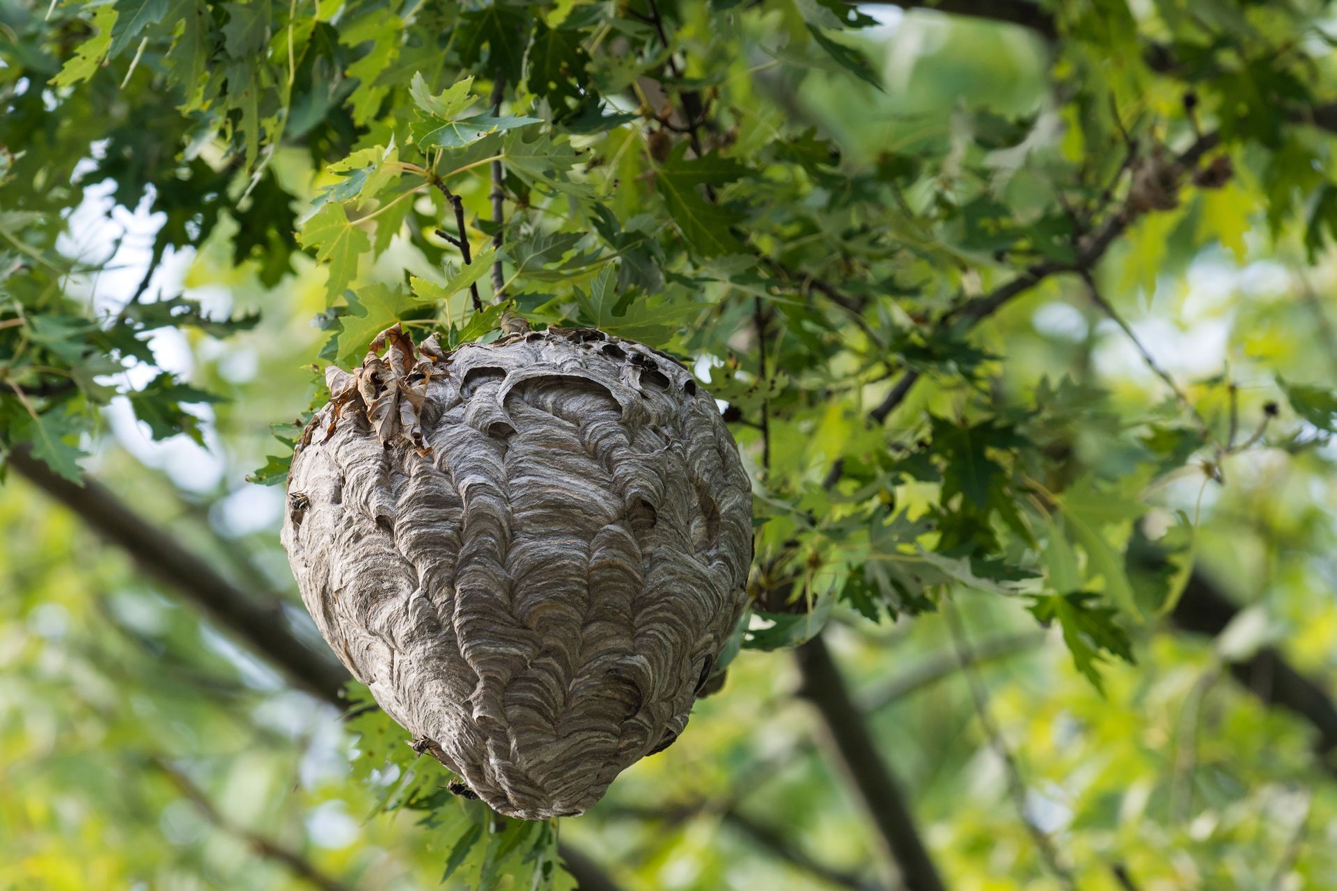 Gros nid de frelon asiatique dans un arbre