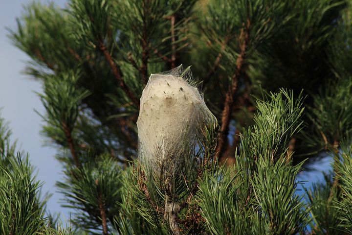 Nid de chenilles processionnaires