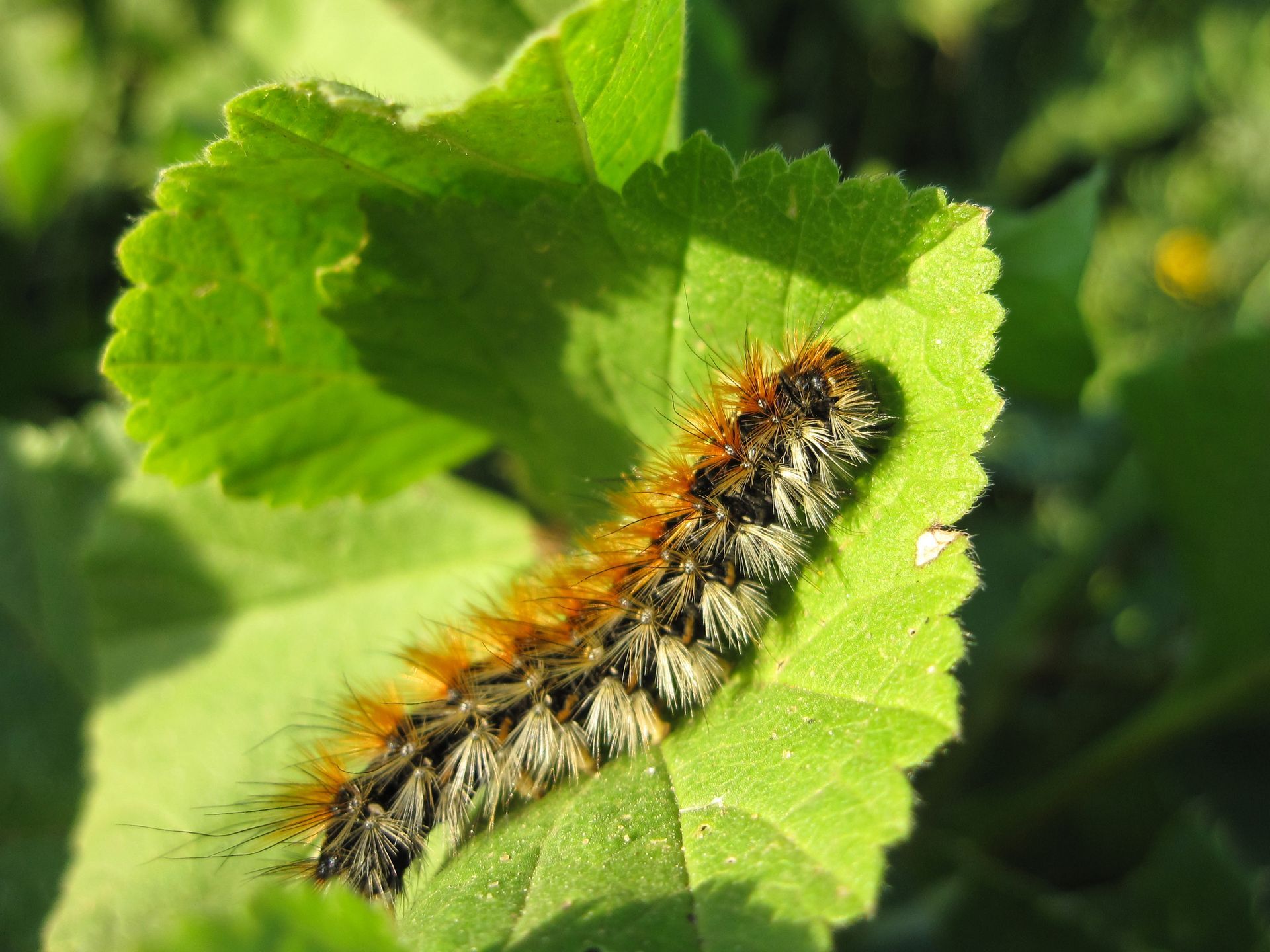 Chenille processionnaire sur une feuille