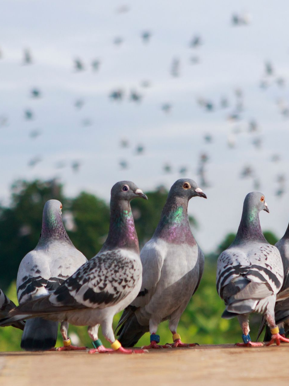 Des pigeons perchés sur un rebord, beaucoup d'autres volant en arrière-plan sous un ciel nuageux.