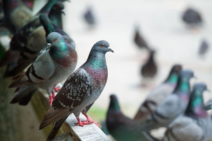 Pigeons