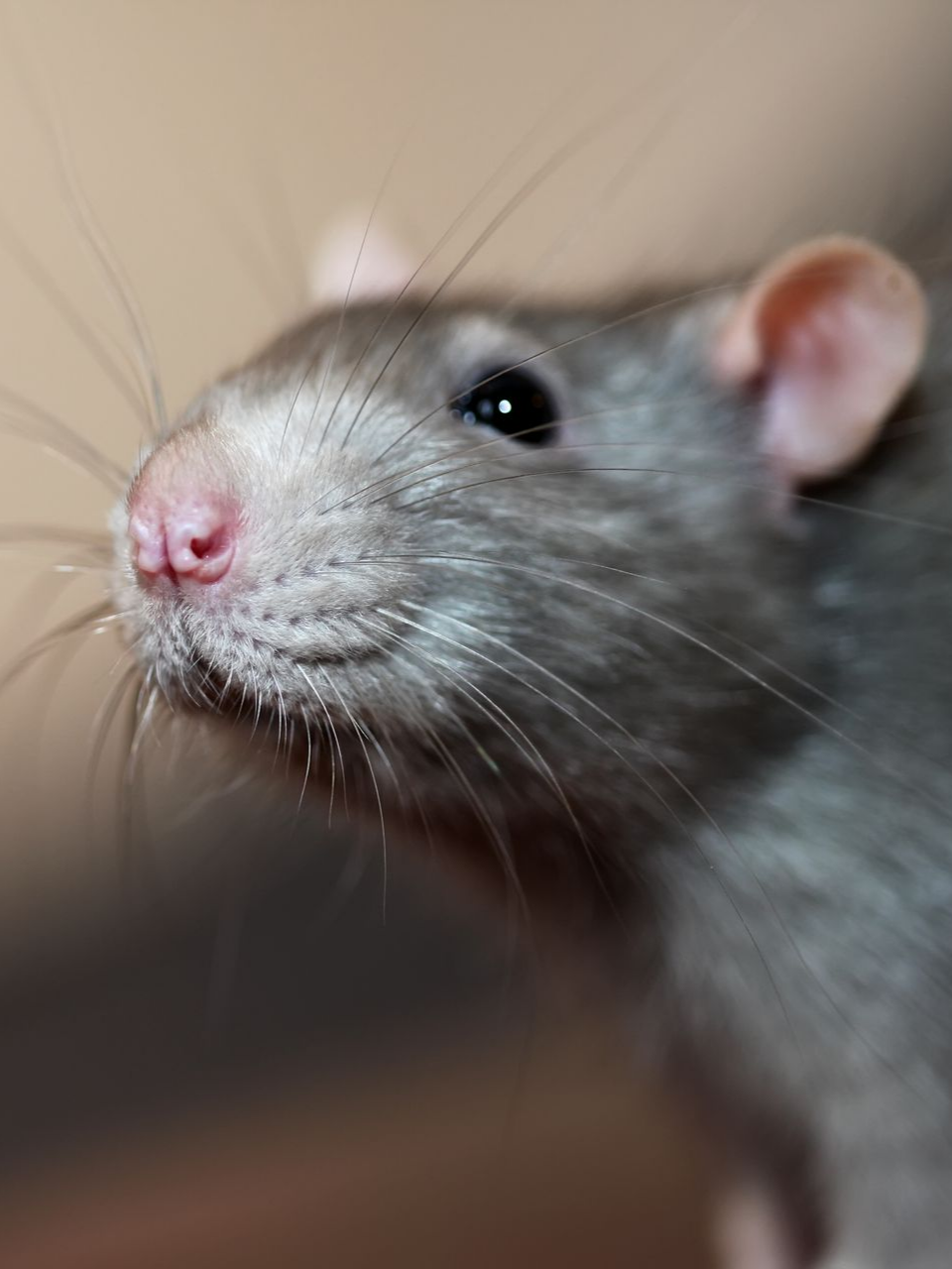 Tête d'un rat