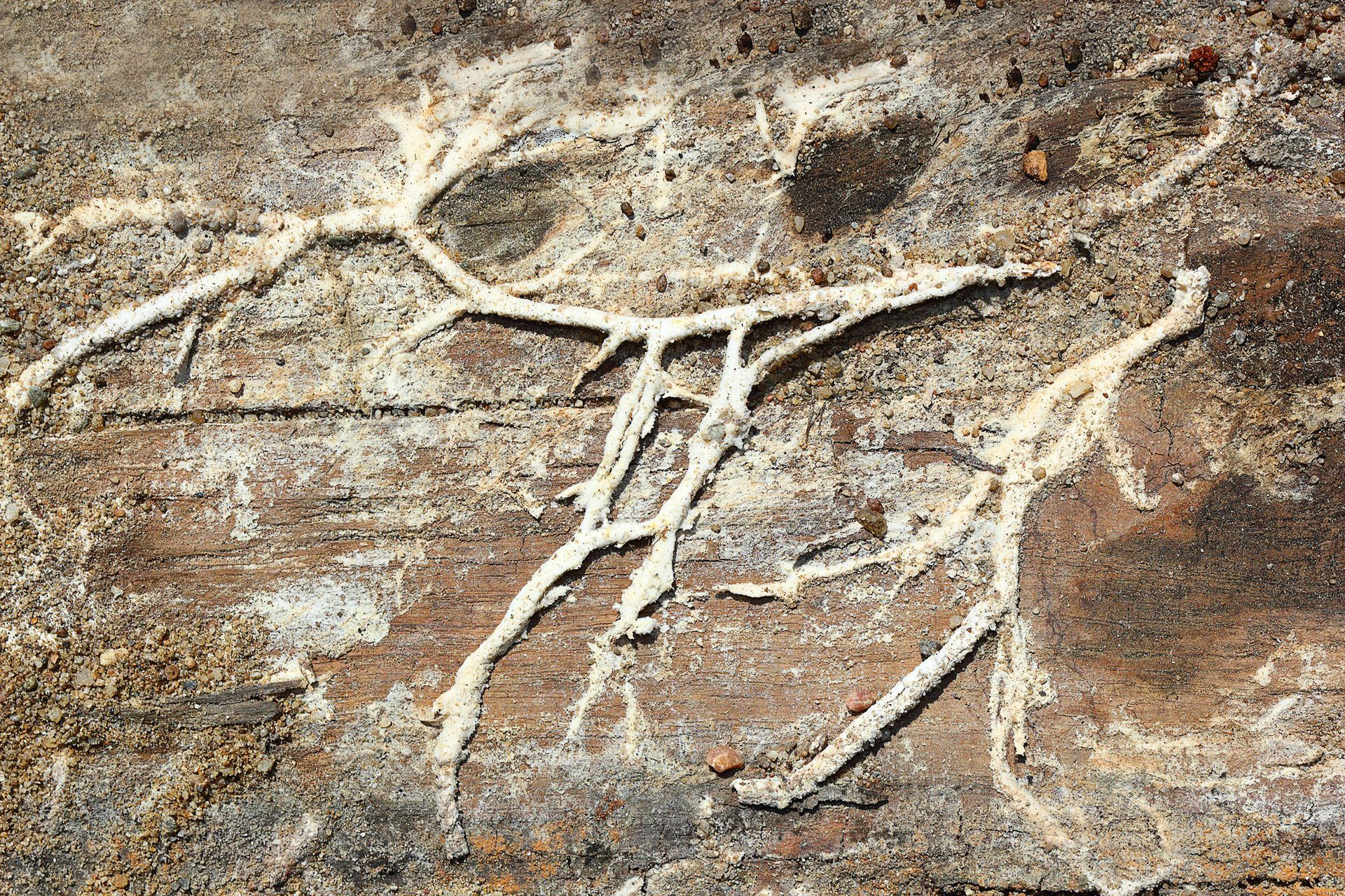 Charpente infestée par la mérule