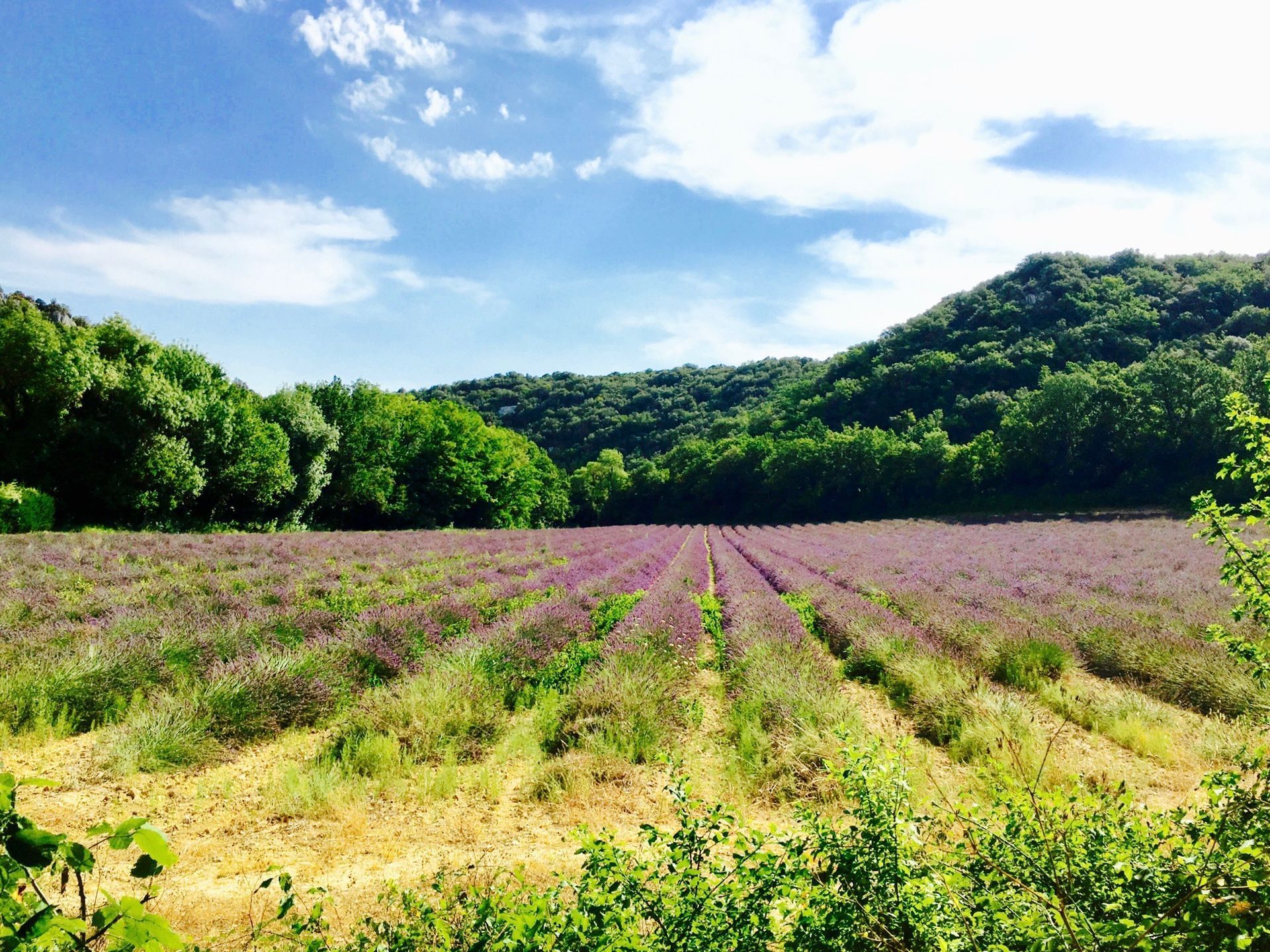 Provence