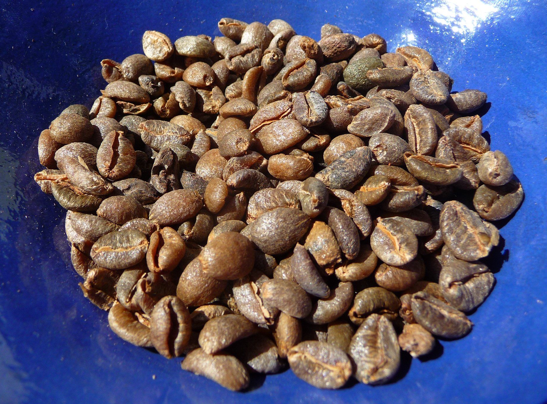 Récolte Et Préparation Du Grain De Café Avant La Torréfaction