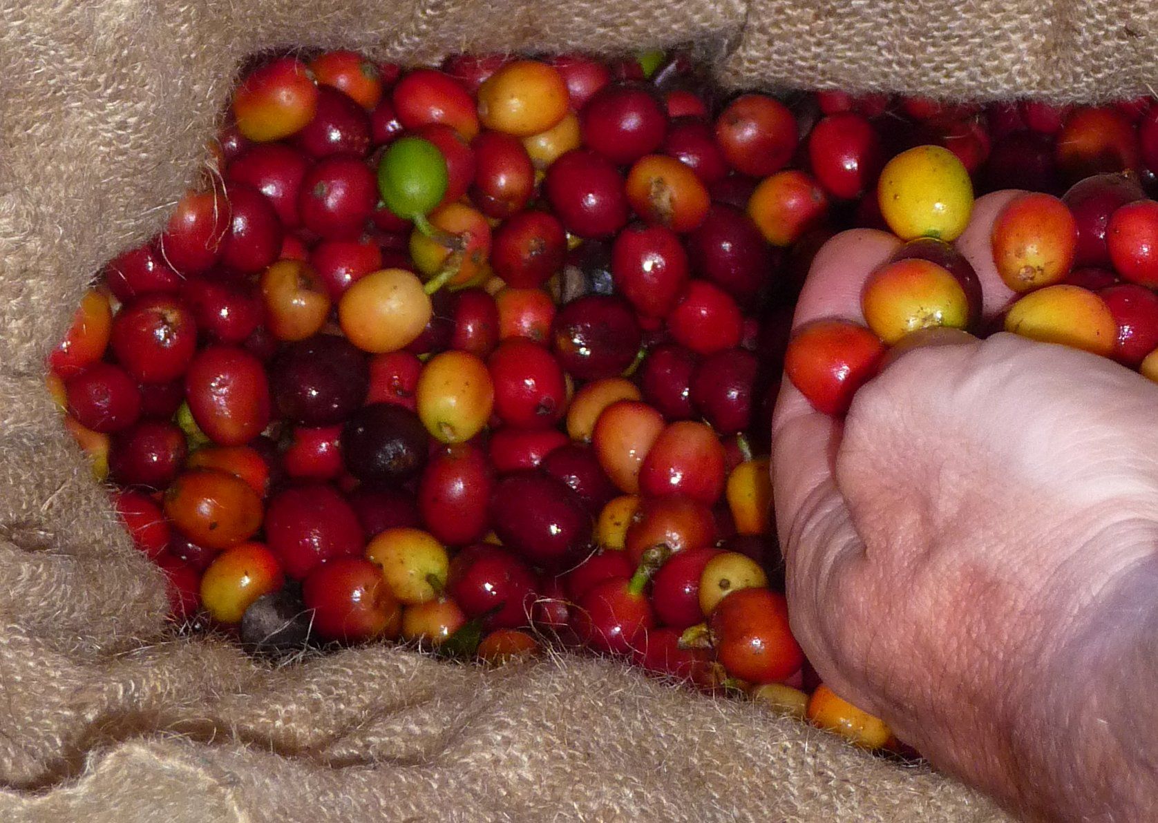 Récolte Et Préparation Du Grain De Café Avant La Torréfaction