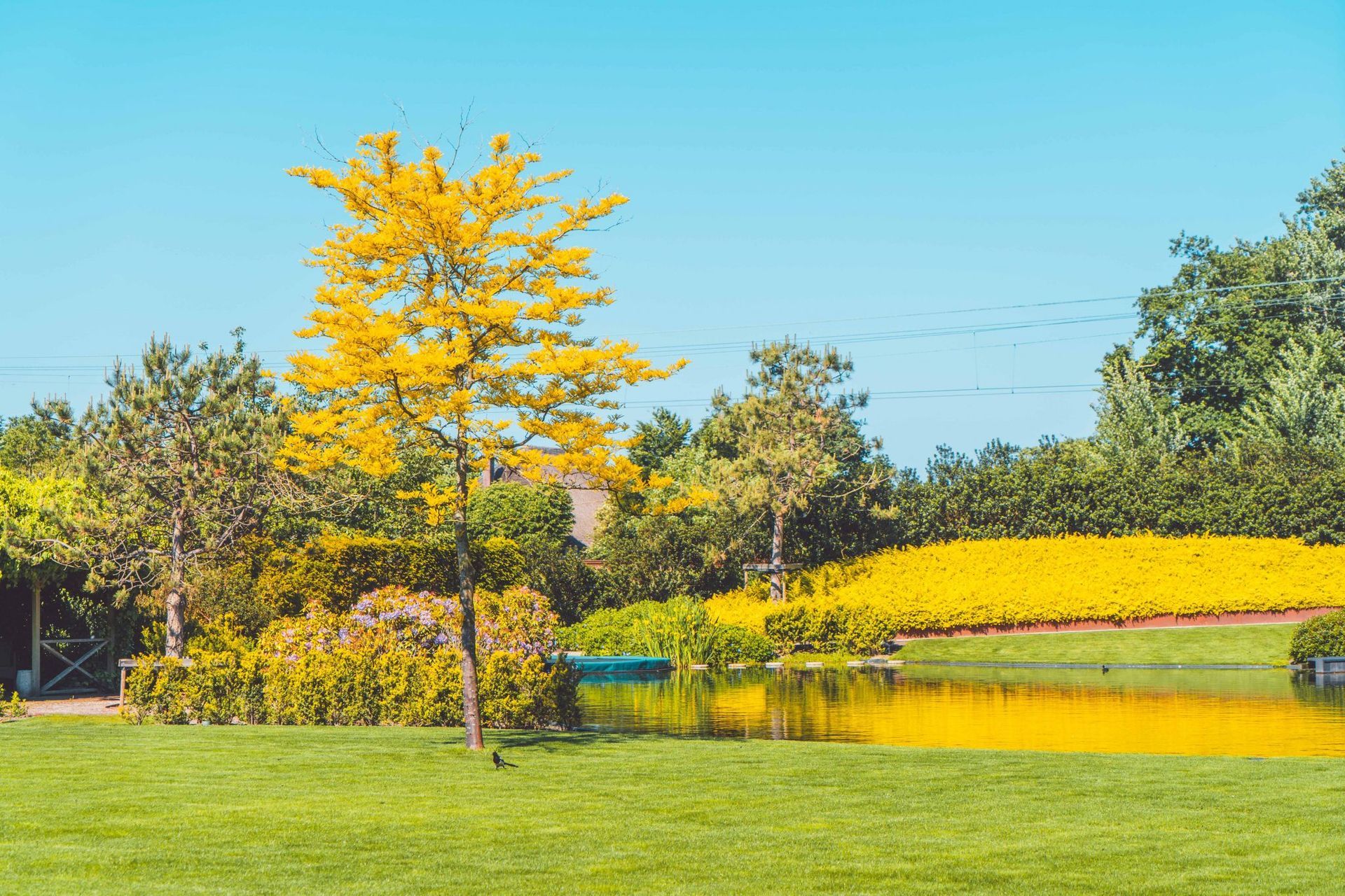 Een boom met gele bladeren in het park, die weerspiegelt in de vijver. Felgele bloemen en groen gras onder een blauwe hemel.