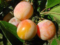 Mirabelles