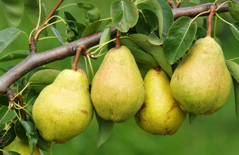 Poires