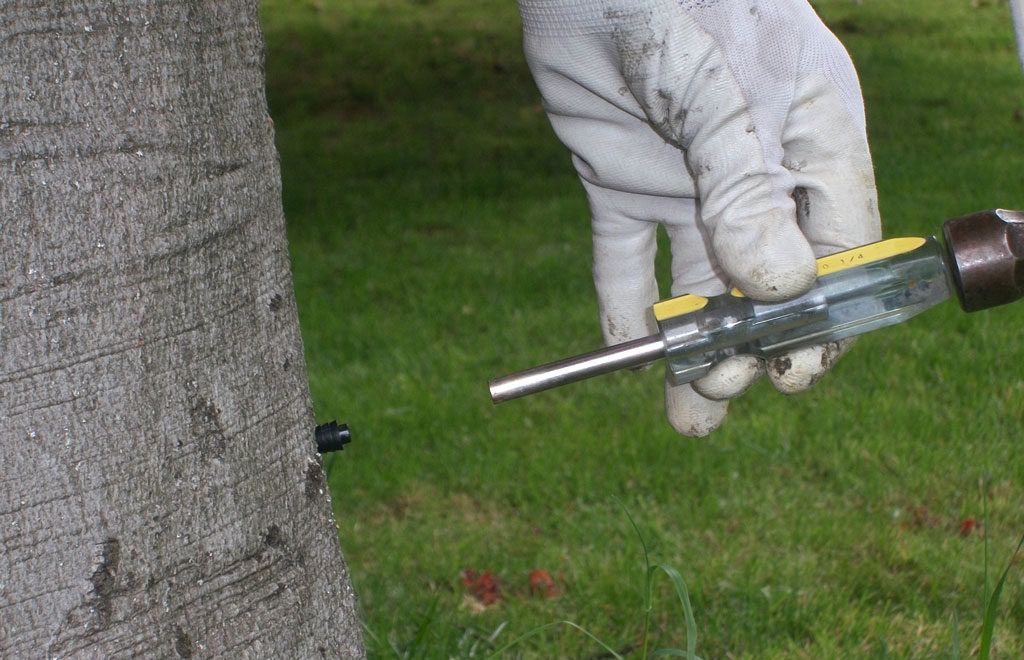 Una persona sostiene un destornillador delante de un árbol.