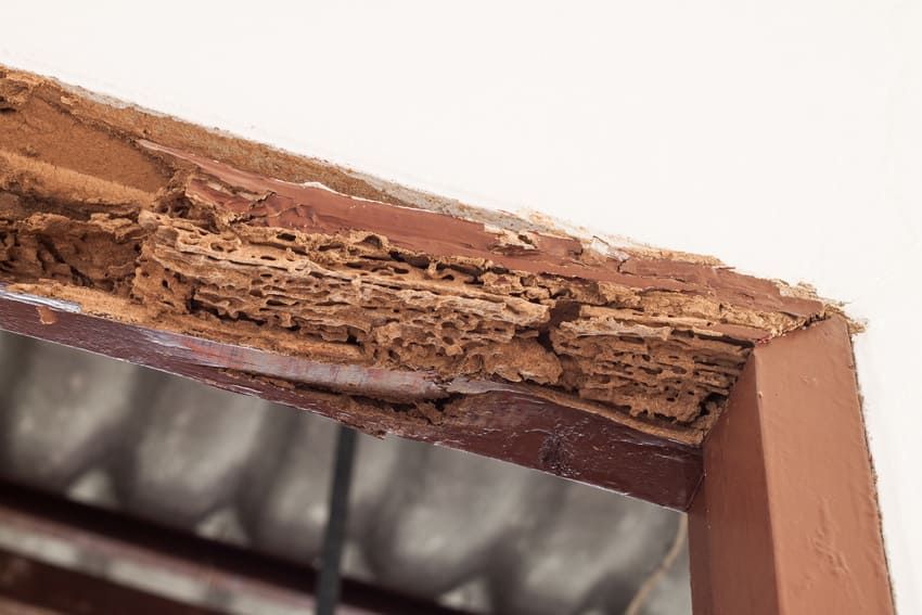 Un primer plano de un marco de puerta de madera dañado por termitas.