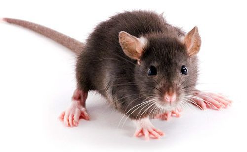 Un primer plano de una rata sobre un fondo blanco.