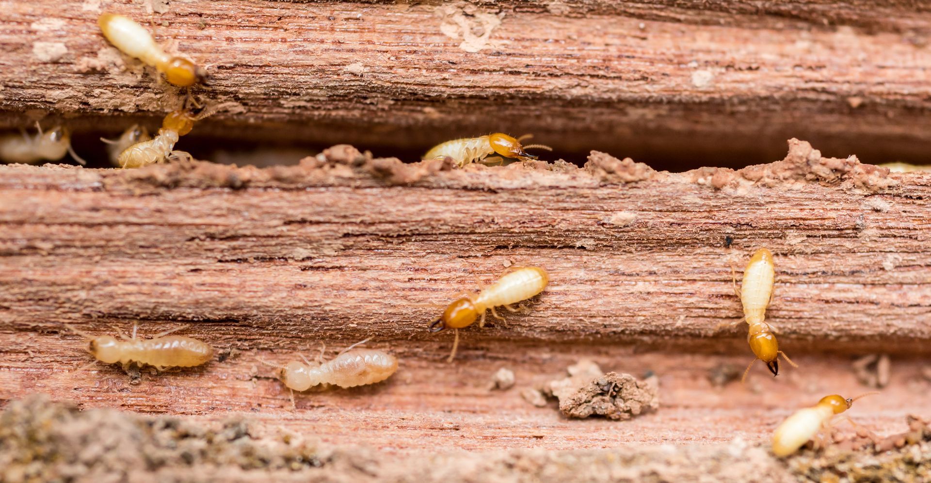Un grupo de termitas se arrastra sobre un trozo de madera.
