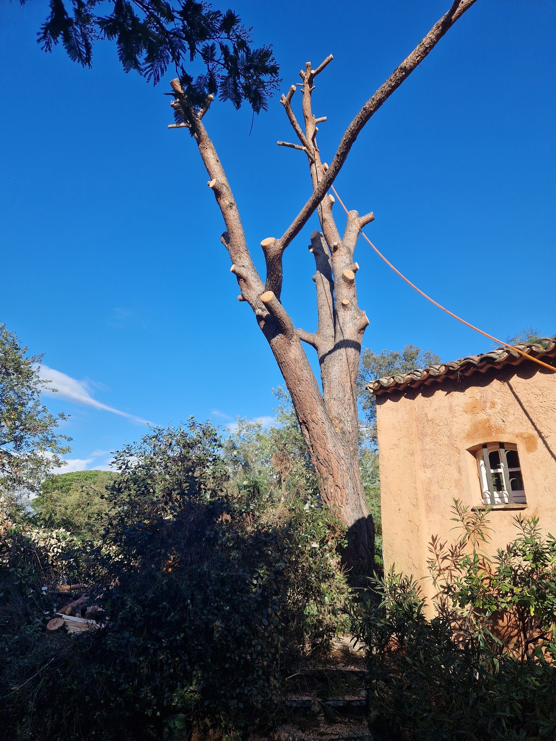 Abattage d'un arbre