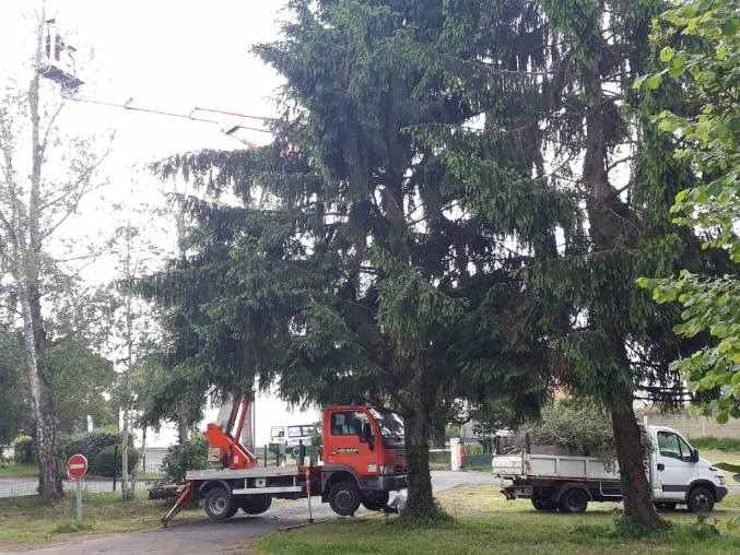 Élagage ou abattage d'arbres