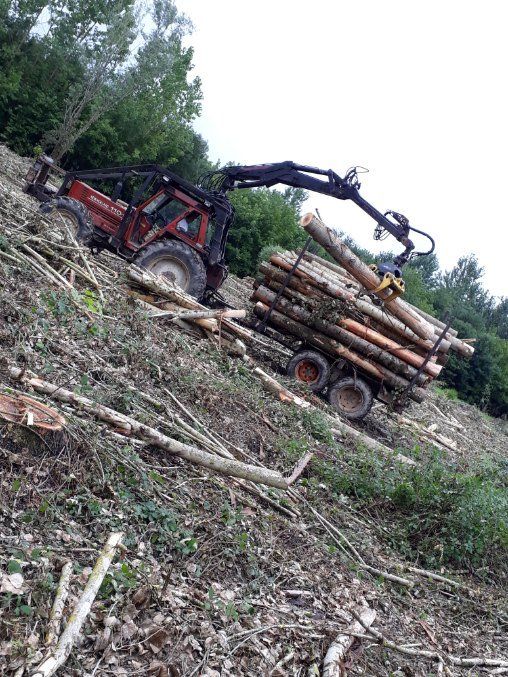Entretien et nettoyage de forêts
