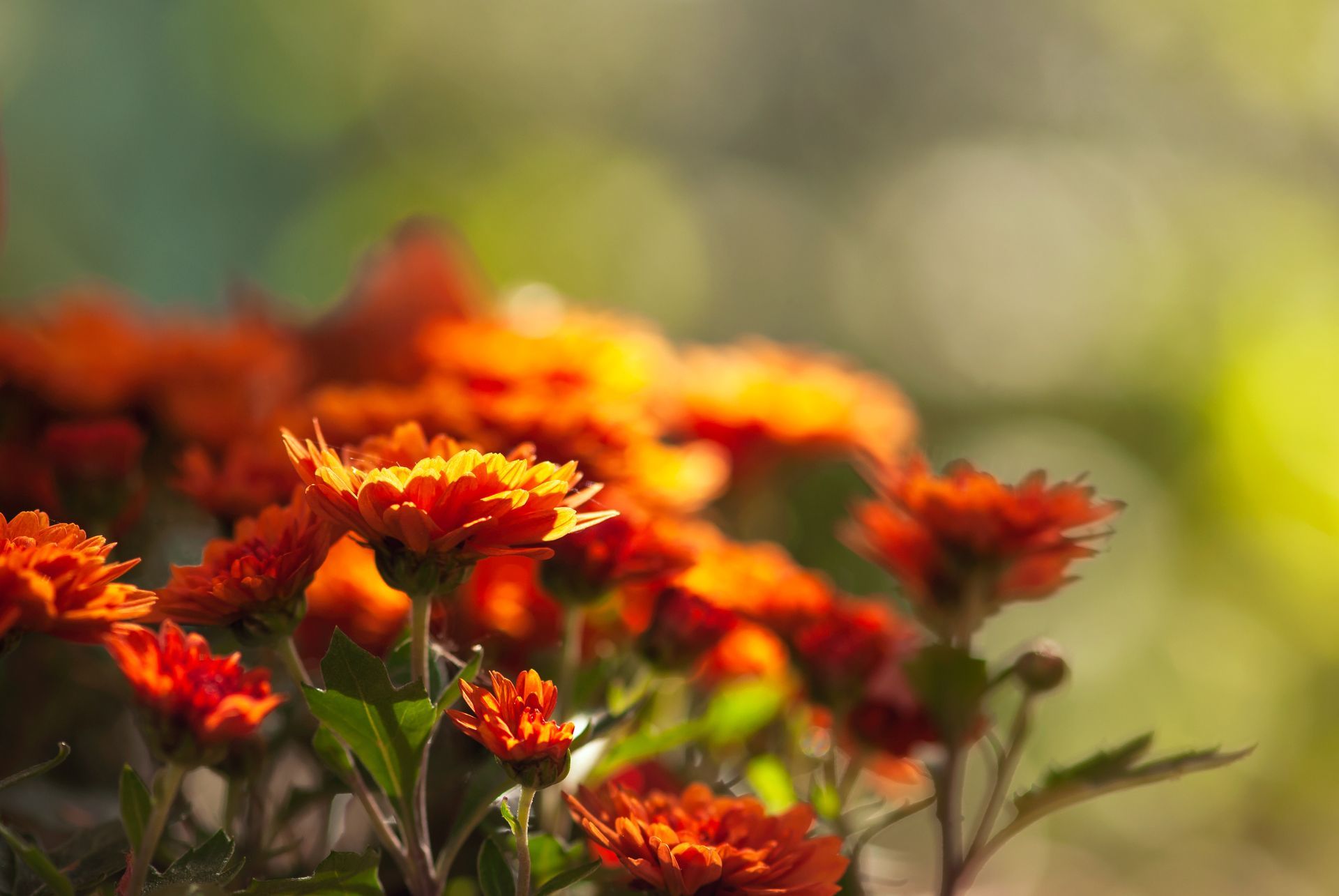 Des chrysanthèmes d'un orange vif au feuillage vert, baignés de soleil sur un fond vert et jaune flou.