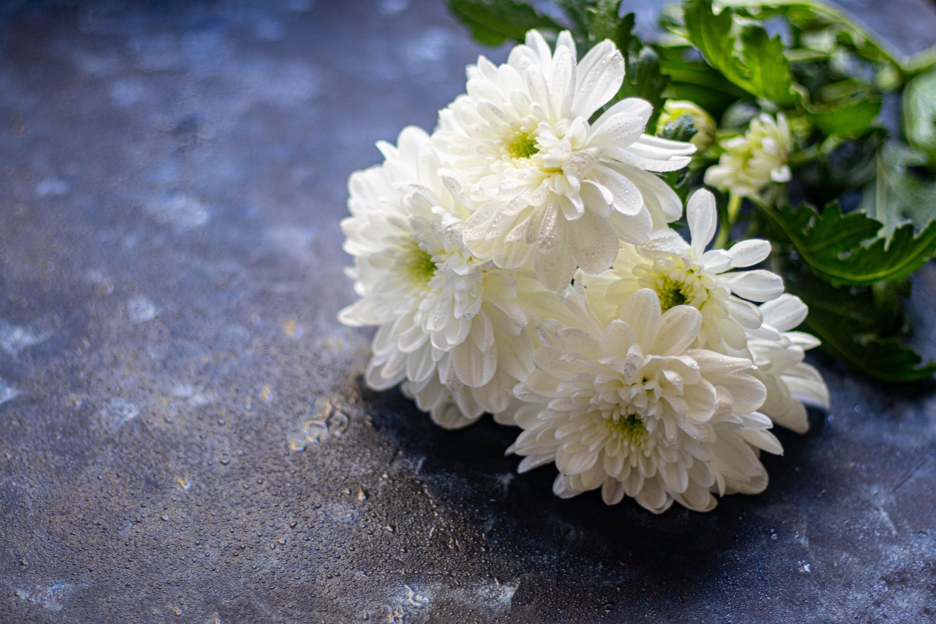 Chrysanthèmes blancs à feuilles vertes sur une surface texturée bleu-gris foncé.