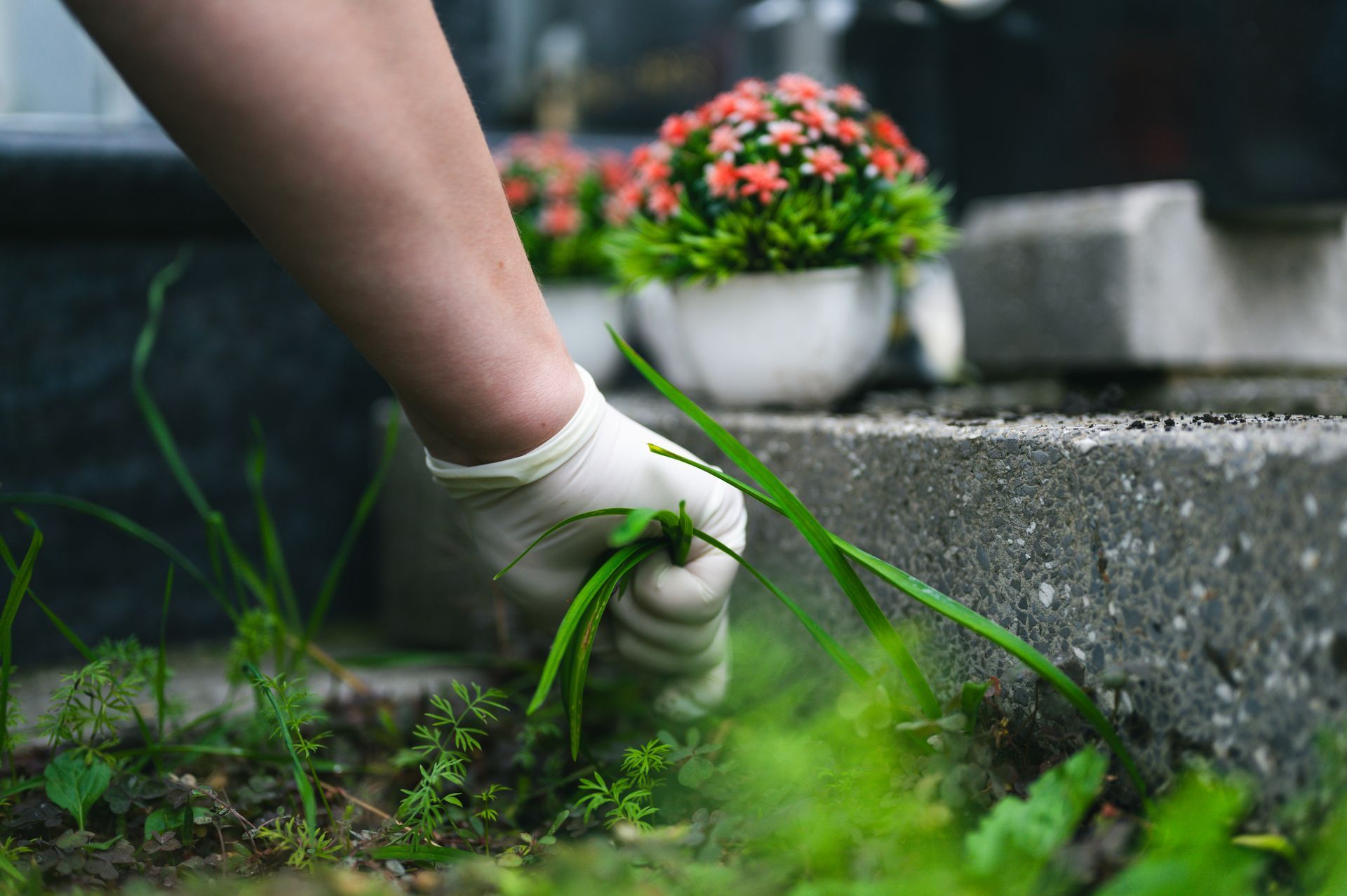 Une main gantée désherbe autour d'une pierre tombale en béton, avec des fleurs en pot en arrière-plan.