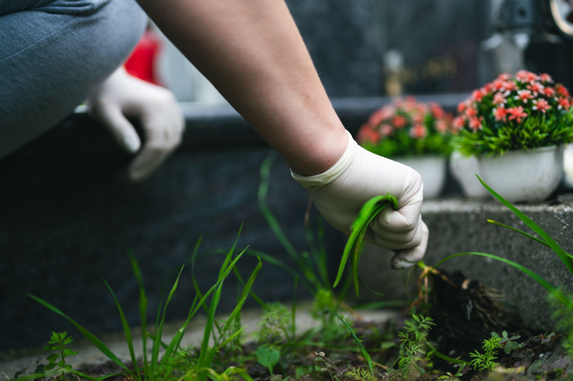 Une personne gantée désherbe une tombe. Des fleurs rouges dans des pots blancs sont visibles en arrière-plan.