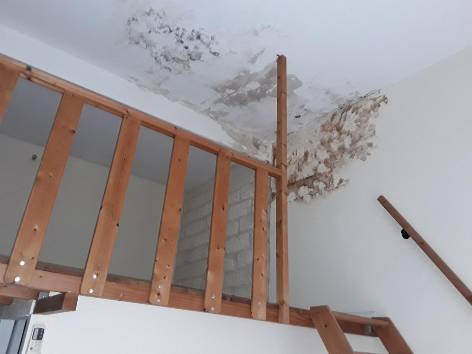 Comment supprimer les moisissures à Canet-en-Roussillon (66140)