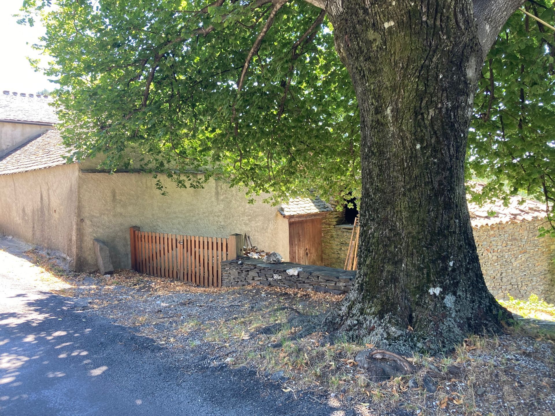 Arbre devant une maison en crépi