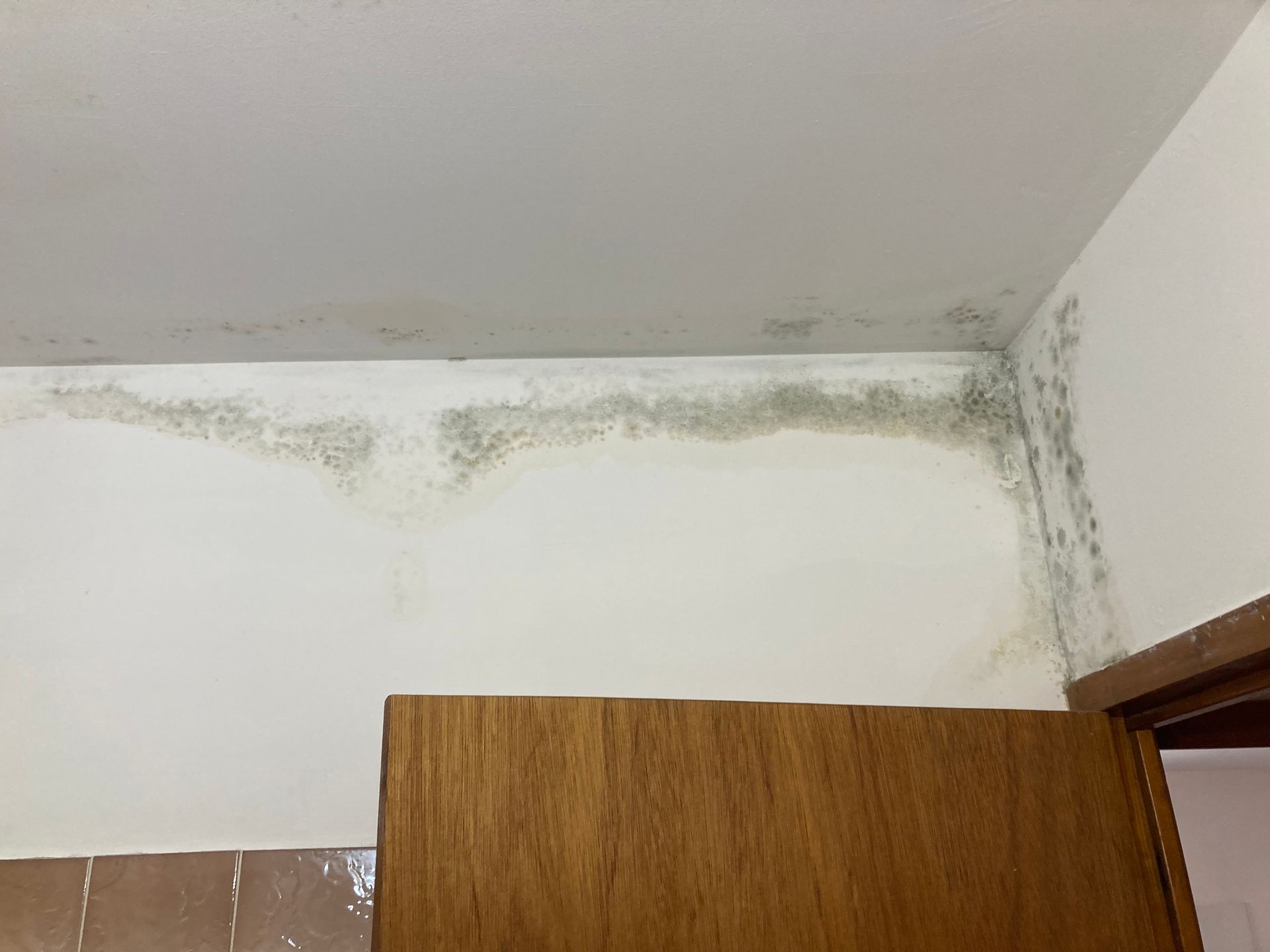 Eliminer  les moisissures sur un mur à Avignon 84