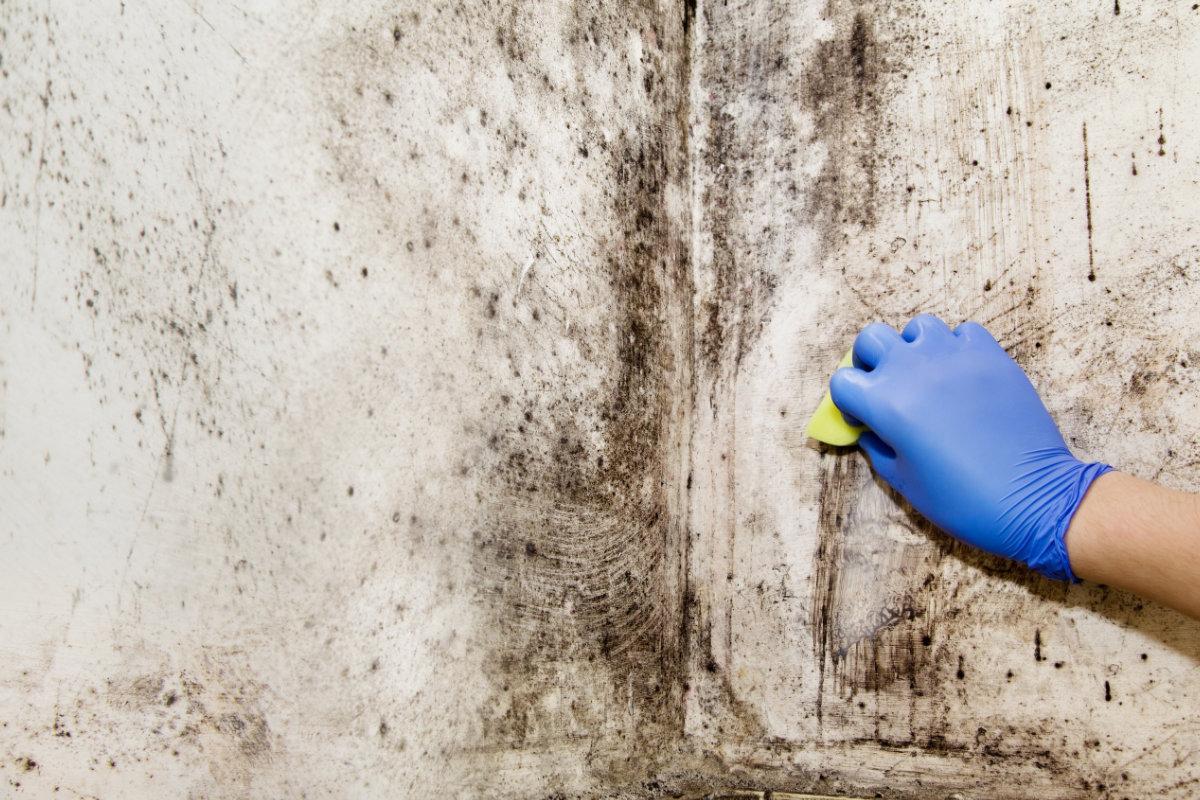 Comment éliminer les moisissures
