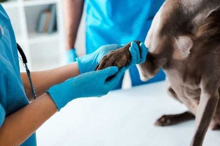 Kleintierpraxis Stadler – Tierarzt untersucht die Pfote eines Tieres
