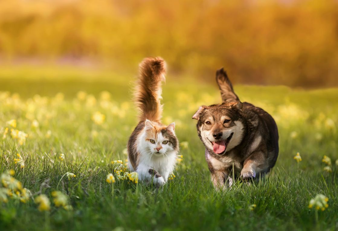 Kleintierpraxis Stadler – Hunde auf einer Wiese