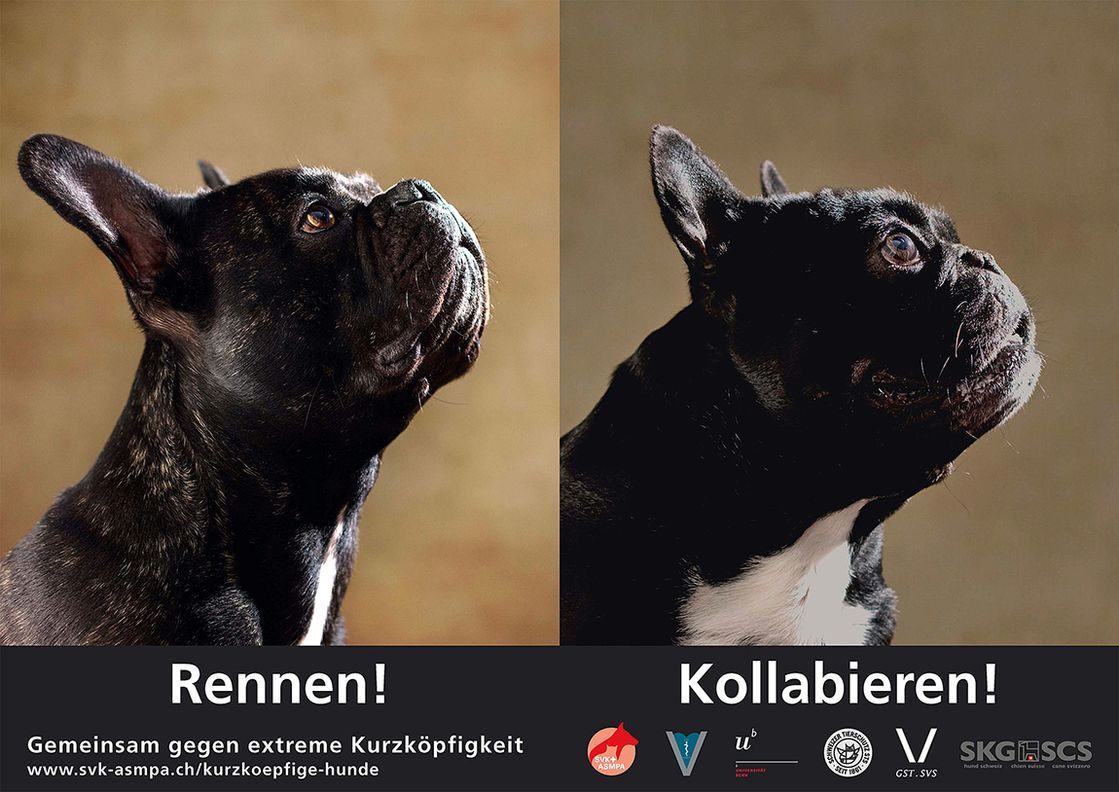 Kleintierpraxis Stadler – Plakat mit zwei französischen Bulldoggen