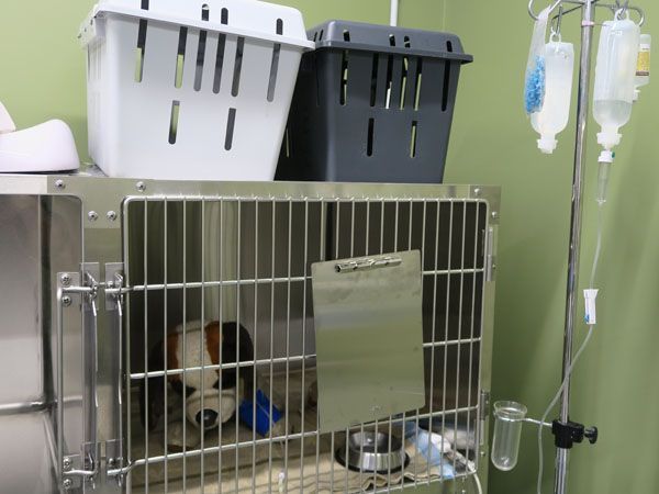 Kleintierpraxis Stadler