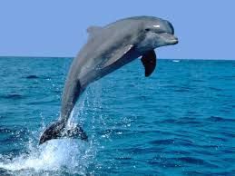 Dauphin sautant hors de l'eau.