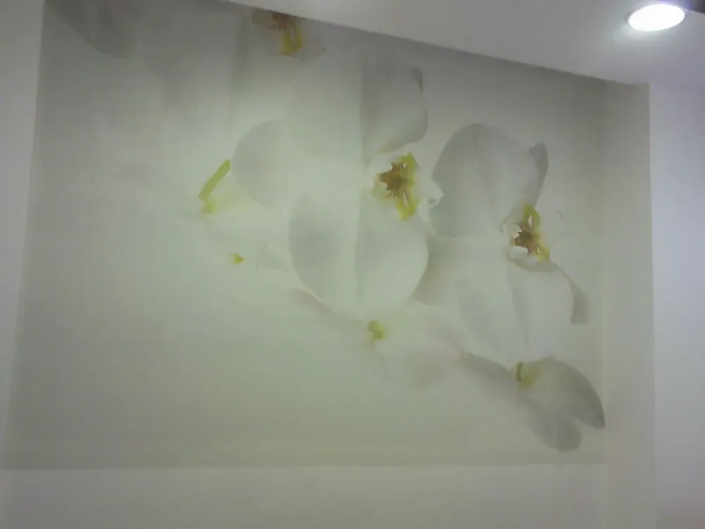 Mural de flores de orquídea blanca sobre una pared blanca.