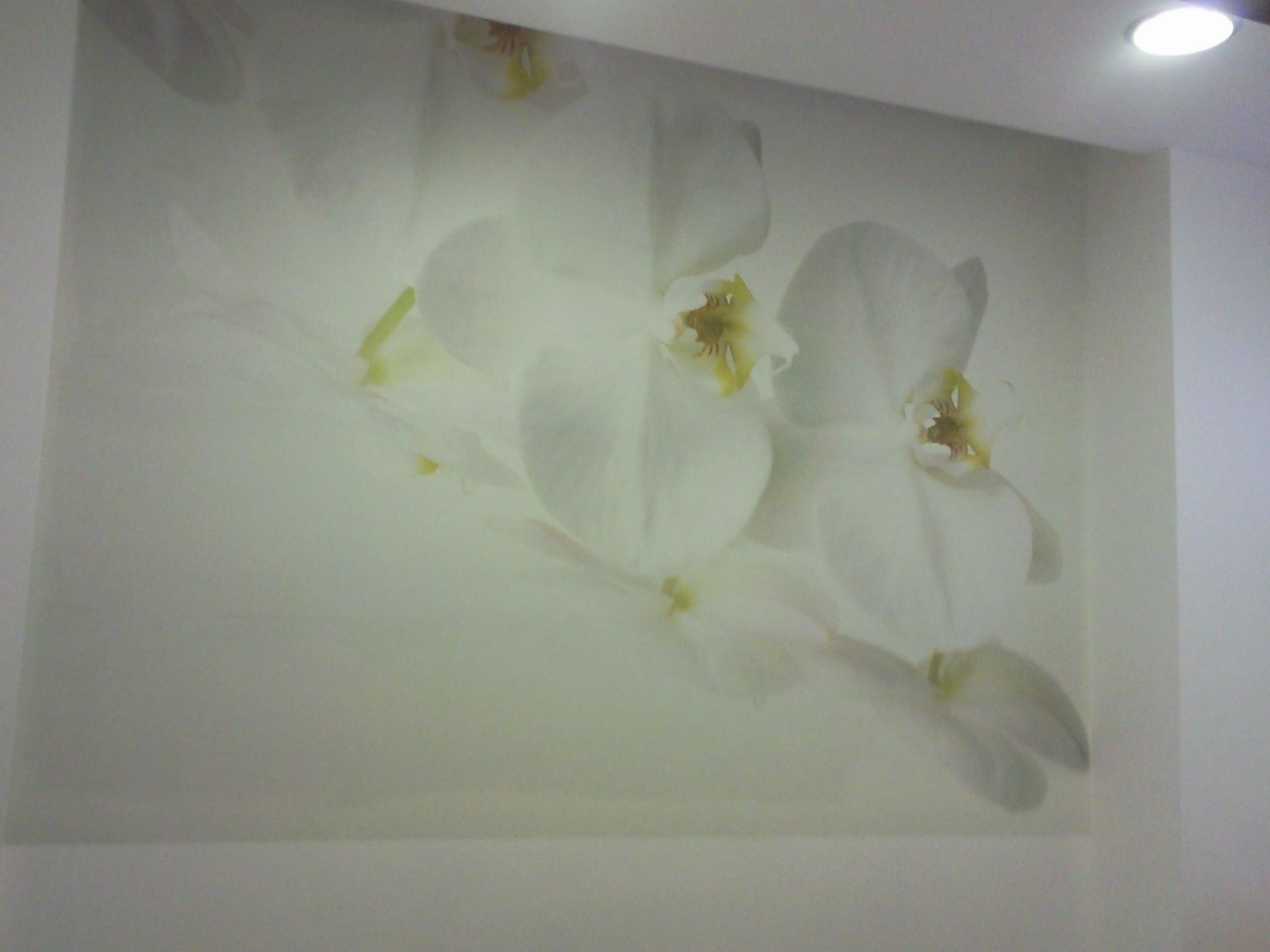Hay una imagen de flores blancas en la pared.