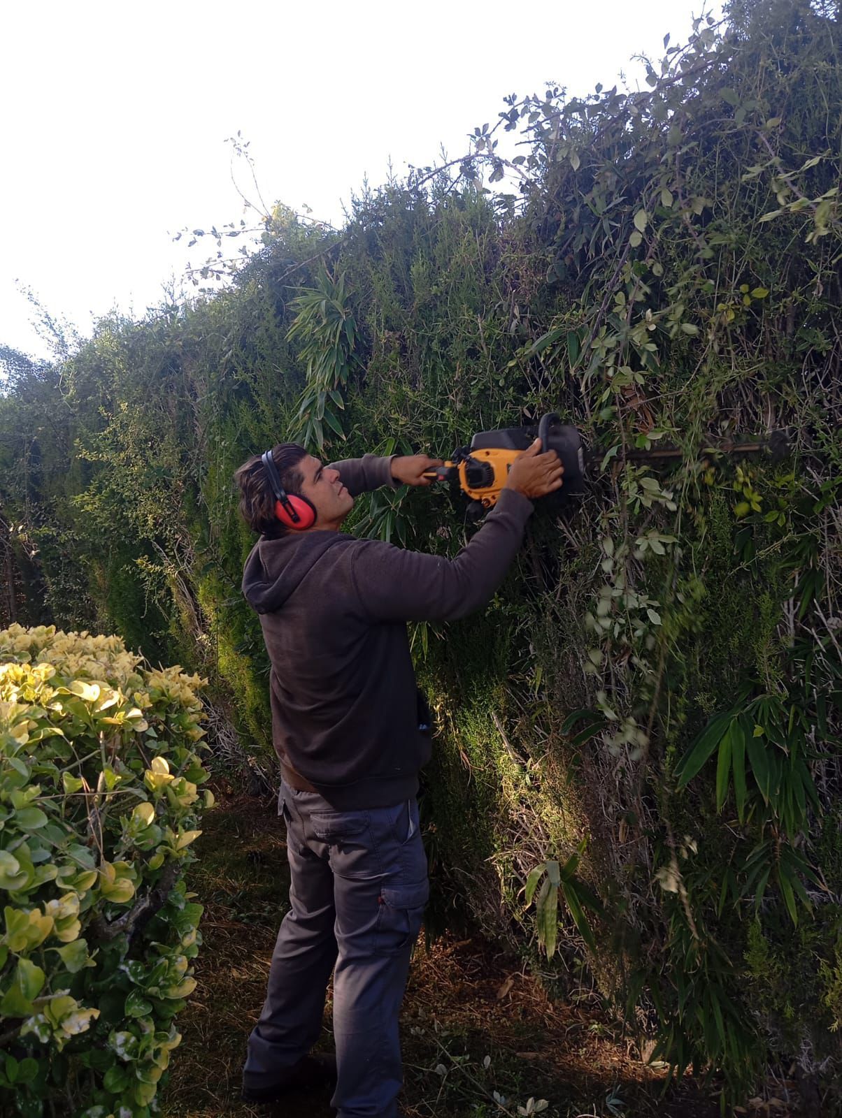 Poda de árboles y plantas
