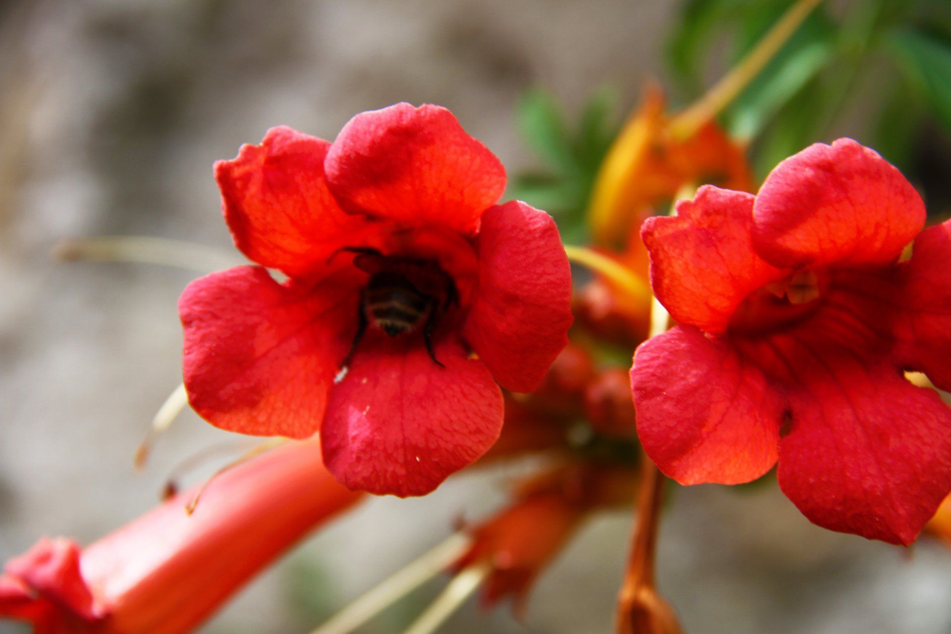 Fleurs en forme de trompette d'un rouge éclatant avec une abeille à l'intérieur.