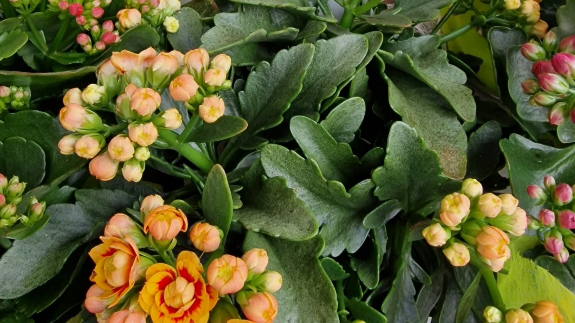 Gros plan d'une plante Kalanchoé avec des grappes de boutons de fleurs orange et roses et des feuilles vertes.