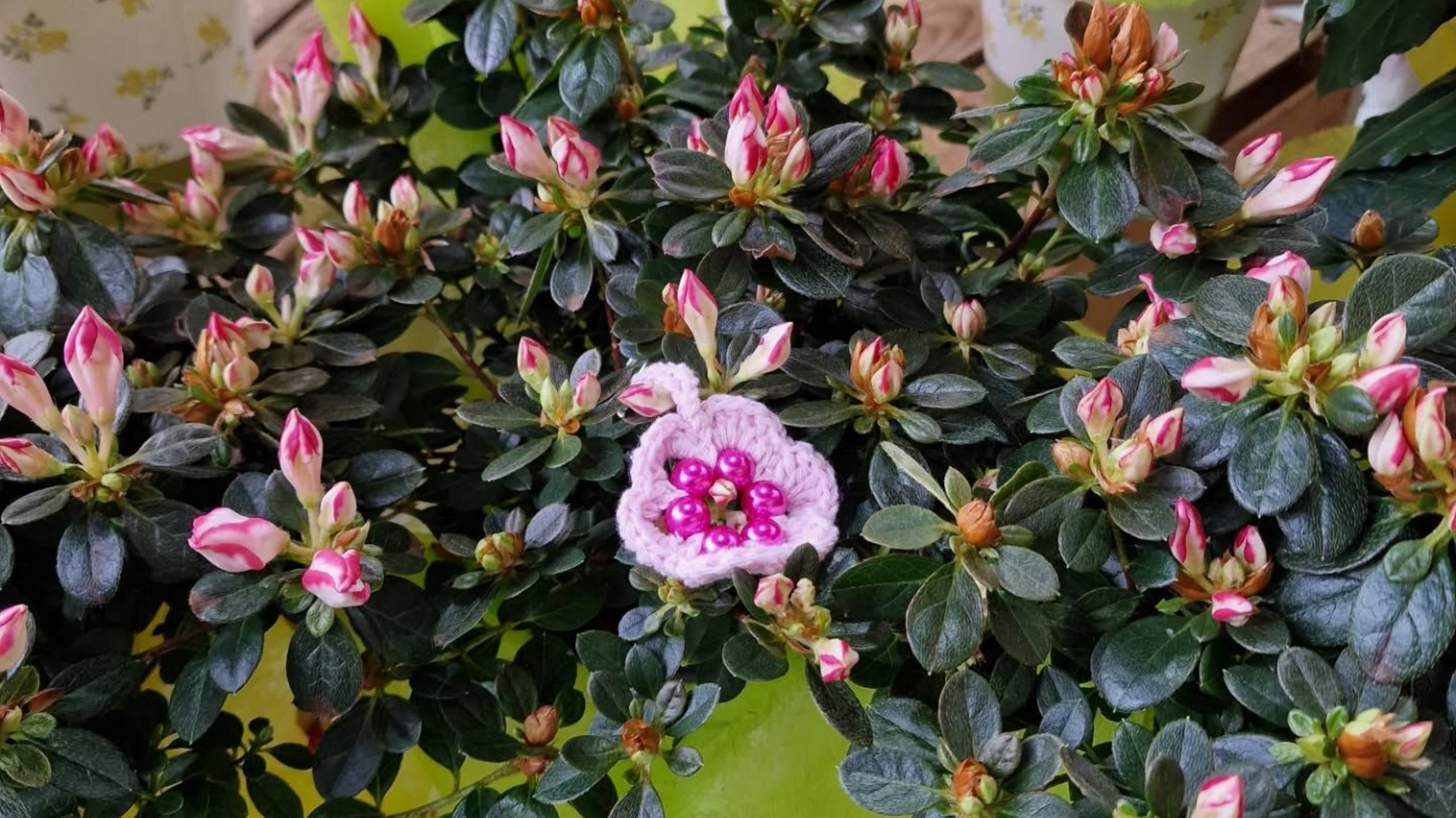 Buisson d'azalée avec des boutons de fleurs roses et blancs et des feuilles vertes.