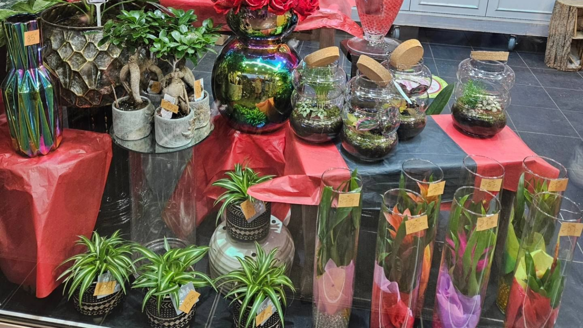 Assortiment de vases, de plantes et de terrariums exposés dans un magasin, avec des surfaces rouges et noires.