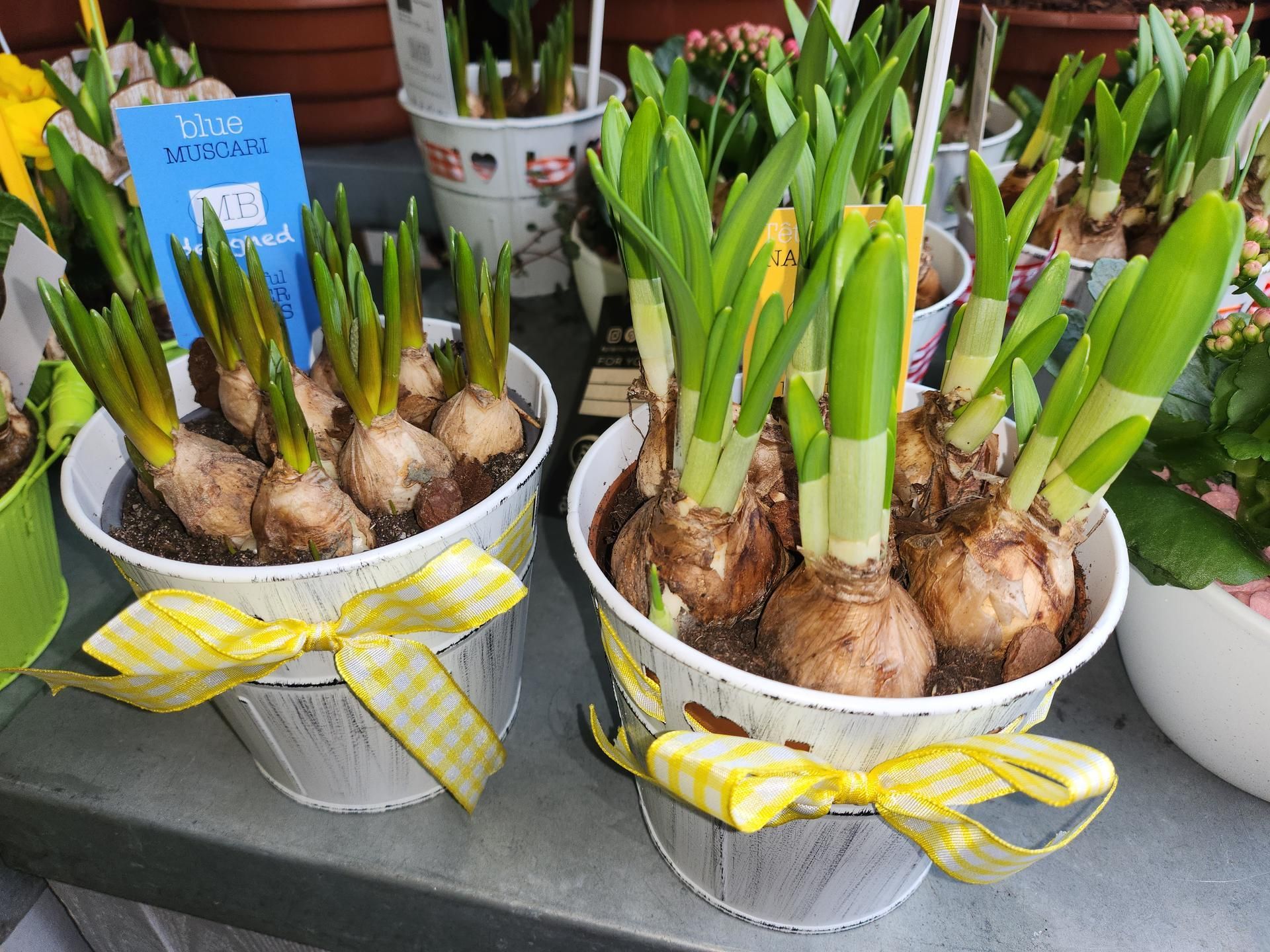 Deux pots de jonquilles avec des nœuds jaunes, sur une table chez un fleuriste.