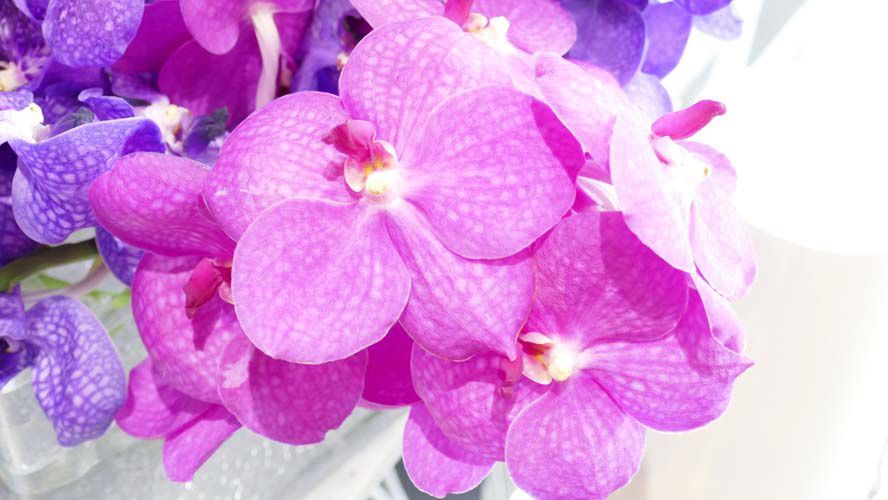 Gros plan de fleurs d'orchidées roses vibrantes avec des orchidées violettes en arrière-plan.