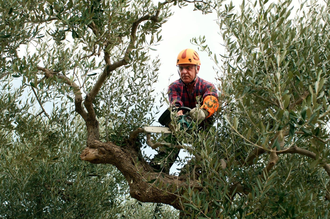 Entretien d'un olivier par un élagueur professionnel