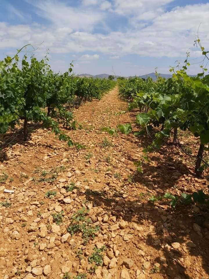 Hileras de vides verdes en un viñedo seco bajo un cielo parcialmente nublado.