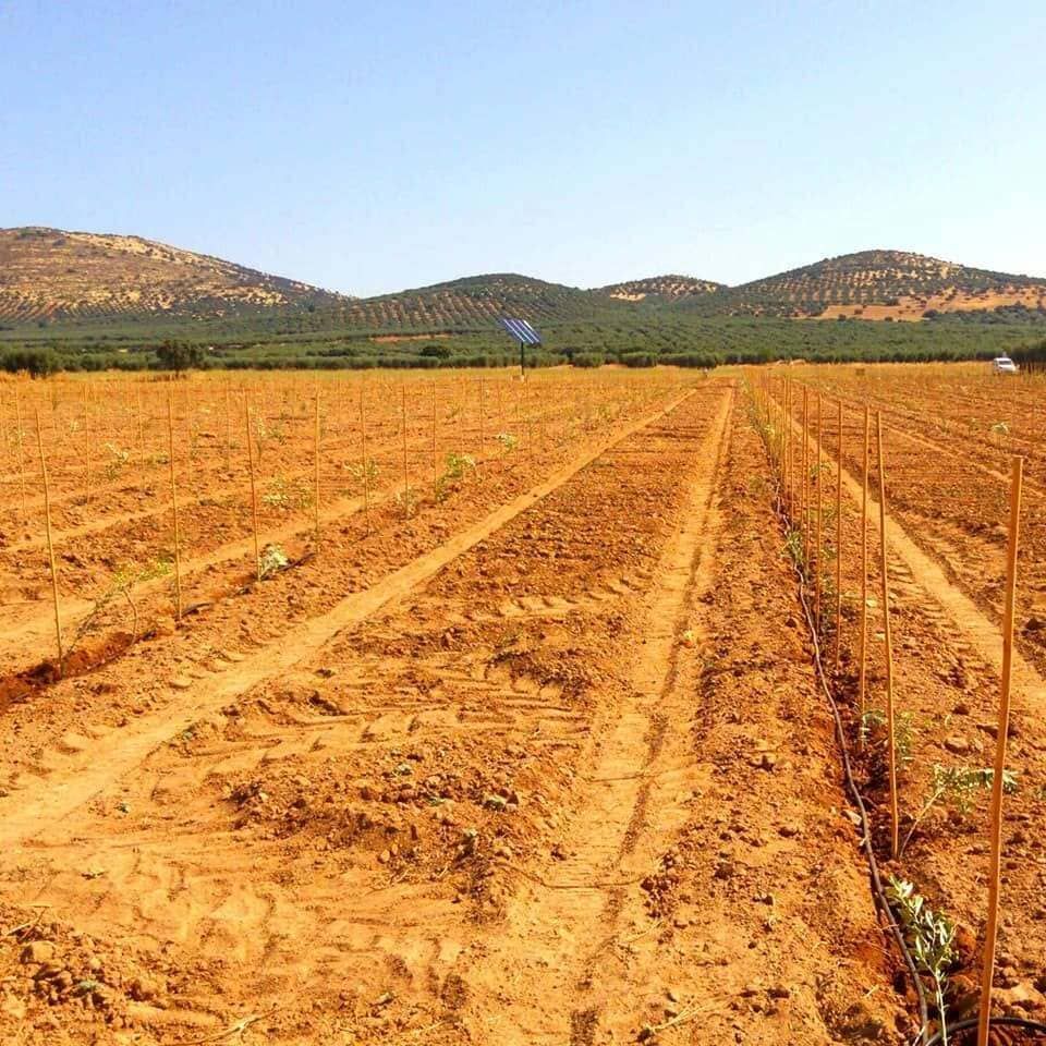 Campo agrícola seco con hileras de plantas jóvenes, rodeado de colinas bajas bajo un cielo despejado