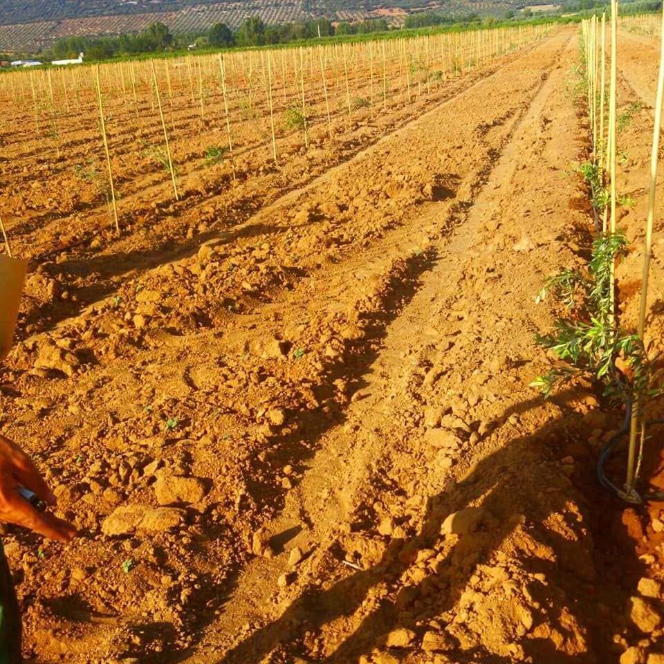 Campo de cultivo en hileras con plantas jóvenes y verdes en suelo seco y arado, bajo la cálida luz del sol.
